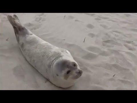 Seal Stranded On Coney Island Rescued By Member Of Nyc Climate Office