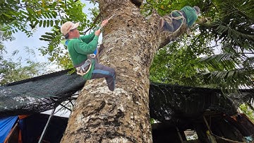 Cưa Cây Sà Cừ, Nghiên Ngã Vào Nhà, Kêu Thợ Cưa Gấp, Cưa Kỹ Thuật, 302