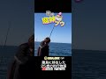 魔界から来た怪魚。#新潟釣り #釣り #底物釣り#新潟#粟島#粟島釣り#粟島浦村