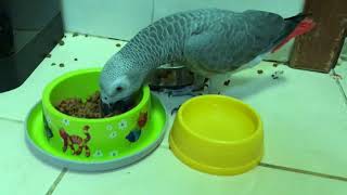 Animals Life Story: Parrot and cat being funny