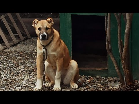 აფინა დაიკარგა, გთხოვთ დაგვიკავშირდით პოვნის შემთხვევაში