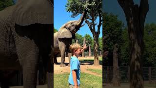 Baby’s First Time Seeing an Elephant 🐘🤣 | Viral Funny Baby Shorts #babyanimals #whiteelephant #cute