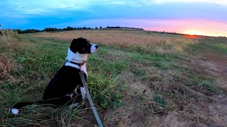 ( ((●)) ) BONES • Amanheceu • Red Skies • [DOG PACK]
