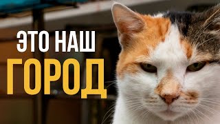 Что Миллион Котов Сделали С Городом? Стамбул, Турция.