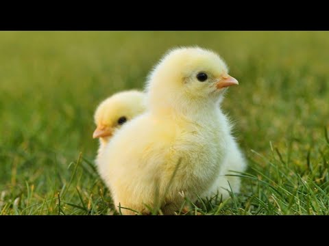 Online заняття для дітей 2-3 років! Поробка "Курча"!