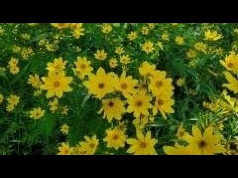 Video: Tickseed Sunflower Օգտագործվում է Այգում. Խորհուրդներ Bidens Ticksseed Wildflowers աճեցնելու համար
