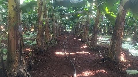 Tưới phun mưa bù áp tại gốc cho cây chuối