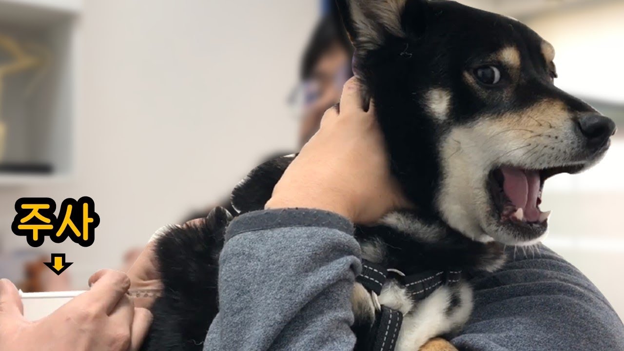 개엄살 주사 놓지도 않았는데 소리지르고 난리치는 시바견/ 곰이 탱이