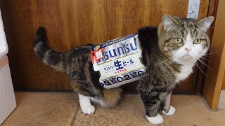 Maru is going to go for a walk wearing beer box.