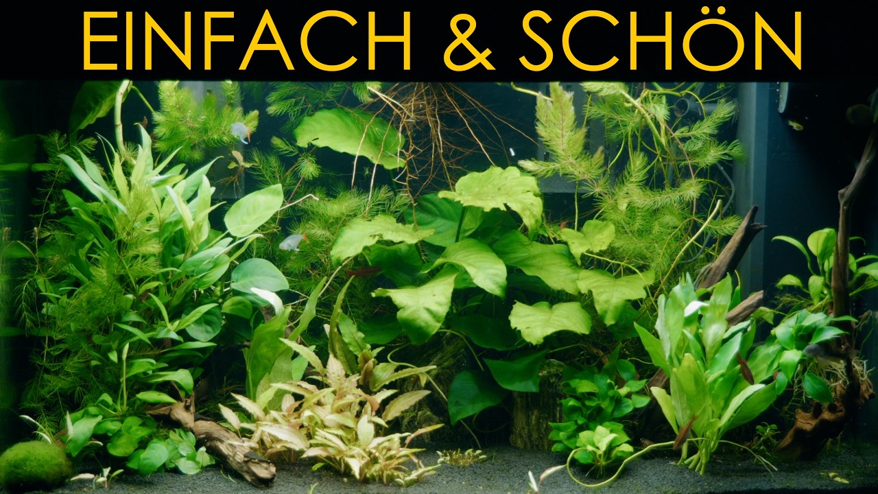 10 Unzerstörbare Pflanzen für dein Aquarium - OHNE CO2 oder Dünger!