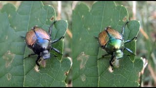 Circular polarization from Japanese Beetle's carapace