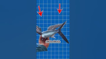 LOÀI CÁ BIẾT BAY #suthat  #cothebanchuabiet#dongvat