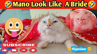 Mano Look like a bride |مانو بنی دلہن 👰|cat videos for cat watching@kepetslover8315 by KE Pets lover 73 views 3 weeks ago 6 minutes, 3 seconds