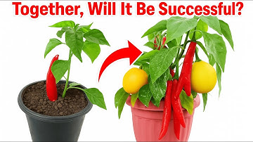 If You Plant Peppers and Apples Together, Will It Be Successful?