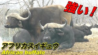 【水牛】アフリカスイギュウの生態〜ライバルはライオン バッファローと呼ばれる強い牛（African buffalo）〜