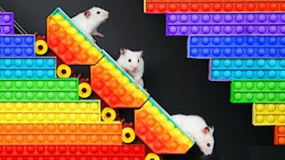 My Funny Pet Hamster in Pop It Maze