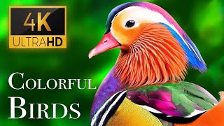 Most Beautiful Birds in the World | Breathtaking Beauty of Earth's Most Exquisite Birds | Relaxation