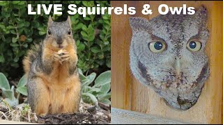 LIVE:  3 Rescue Squirrels In Soft Release Cage, New Owl Pair, Eggs Soon  Dallas Texas screenshot 4