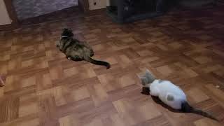 kitten playing with cats tail