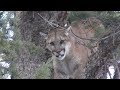 Catch and Release Mountain Lion Hunting 2