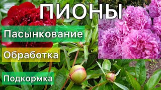 Пионы. Как ухаживать за пионами до цветения.