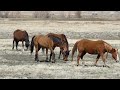 A Third Herd of Wild Horses! Pregnant Mares! Babies! A very Itchy Stallion!