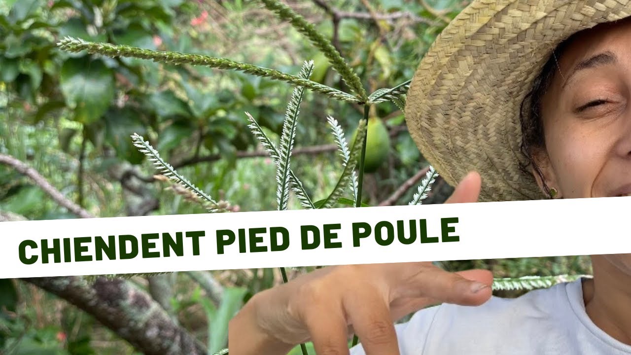 🌱Découvrez le Chiendent pied de poule : Une herbe mal-aimée aux vertus insoupçonnées