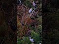 Birdphotography Part14 #birds #beautifulanimals #wildlife #beautifulbirds #shorts