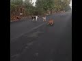 Funny video goat with dogs