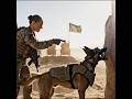 Tactical Dog Power#shortvideos#k9dog