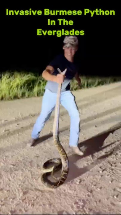 How To Grab A Python Out In The Swamp #burmesepython #invasivepython # ...