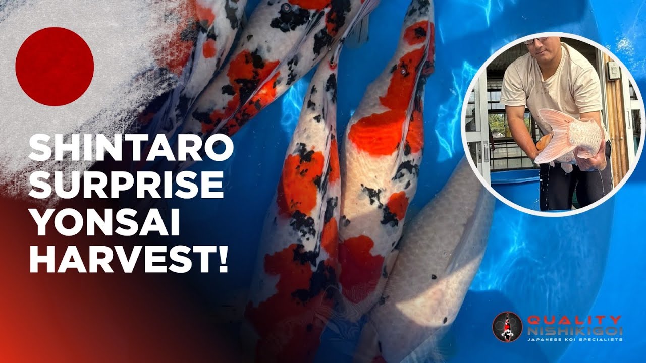 ШИНТАРО HEADCAM HARVEST!! СУПЕР КОИ!!