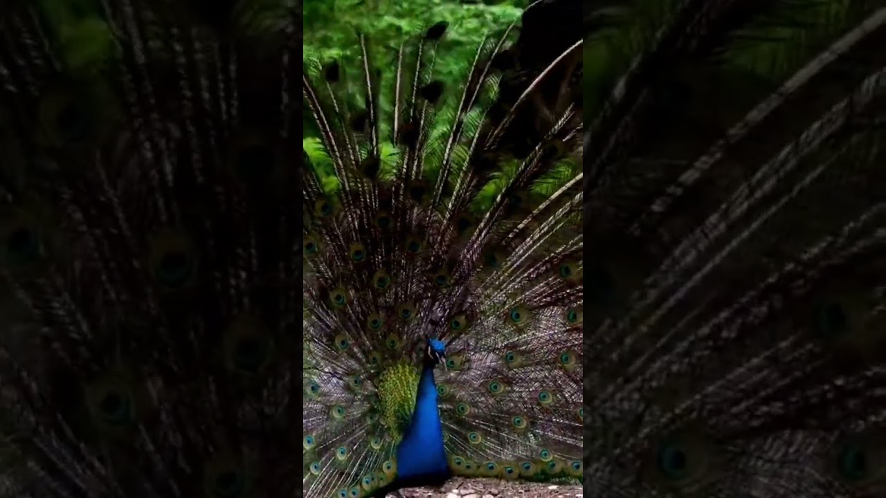 Bhari Duniya Mein Akhir DilDo Badan (1966)Movie: Do Badan /Cover song /: Raj KhoslaMusic: