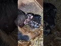 Just a Happy, Happy Guy #cuteanimals #idahopasturepigs #farmlife #cutefarmanimals