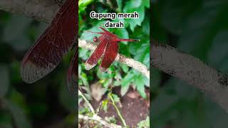 capung merah darah #hewan #capung #serangga #shorts