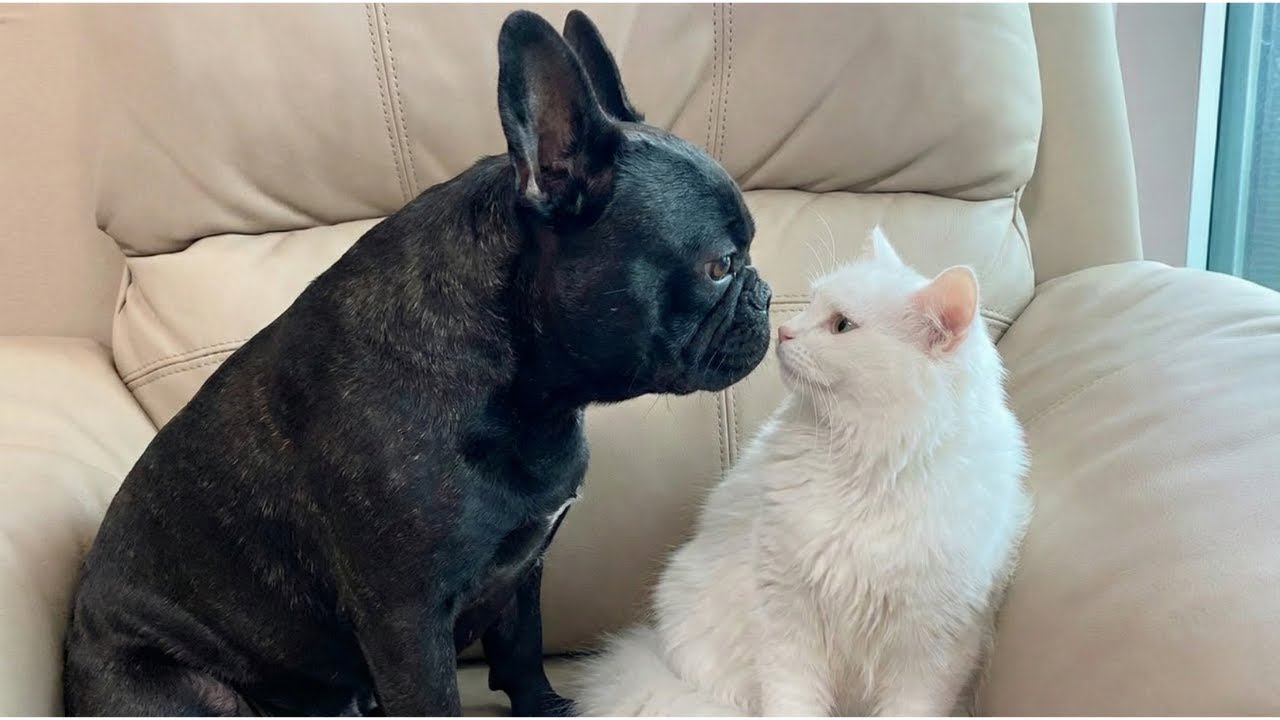 Does Your Dog or Cat Do This Too? Funny and Heartwarming Pet Moments You’ll Love Watching
