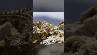 Spider-Tailed Horned Viper #Shorts