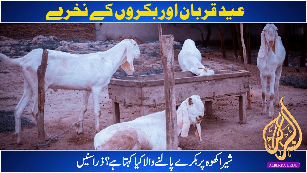 Pure Rajanpuri Bakray Qurbani 2023 #Bakraeid #Bakra #Bakraeid2023 # ...