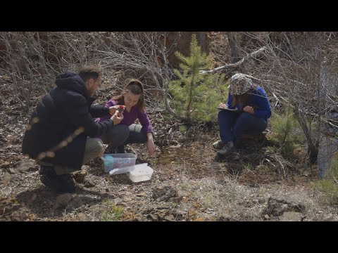 Video: Cila fazë e trashëgimisë ka më shumë biodiversitet?