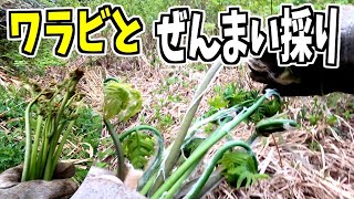2024-04-27【山菜採り】蕨とゼンマイ採り！