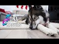 We Got Unexpected News From Kakoa's DNA Results..