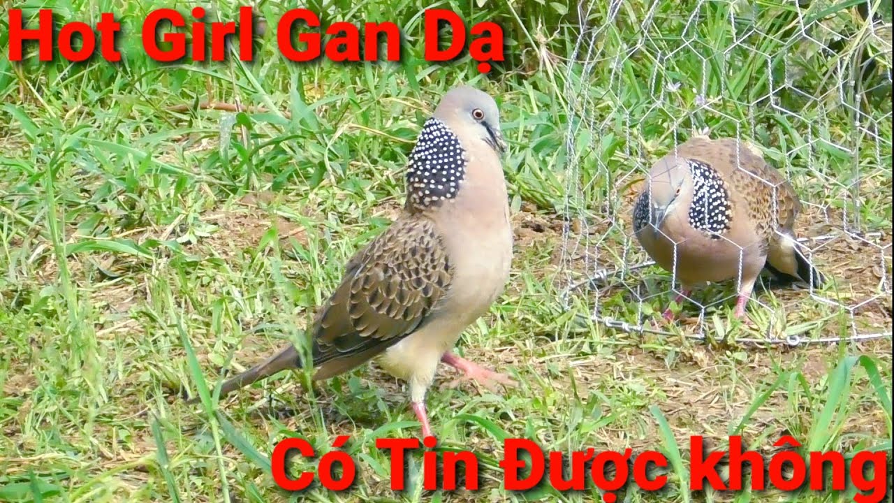 Clip 46- #Cugaylongxuyen Mỹ Nữ Siêu Bo-Trận Đánh Ngày Đêm || Chợ Mới