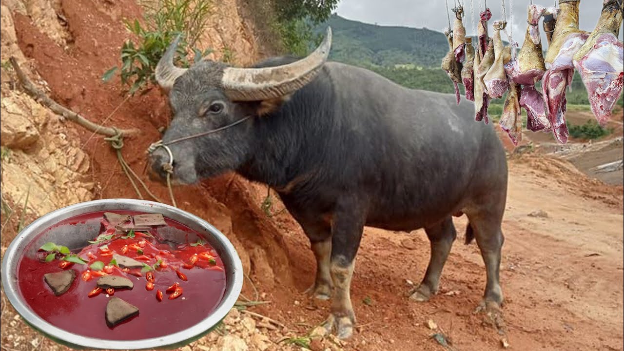 Mổ Trâu Làm Đại Cỗ 200 Mâm, Tiết Canh Và Pịa Trâu Thum Thủm Ngon Tuyệt ...