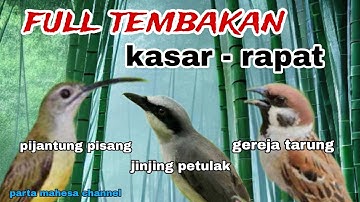 Masteran Cucak ijo Tembakan Kasar - Jinjing petulak Gereja tarung Pijantung pisang