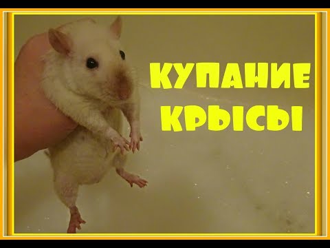 КУПАНИЕ КРЫС Можно ли купать крыс Как купать крысу Домашние крысы ДЕКОРАТИВНАЯ КРЫСА СИАМСКАЯ КРЫСА