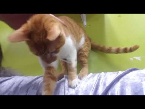 Slacking off with cats