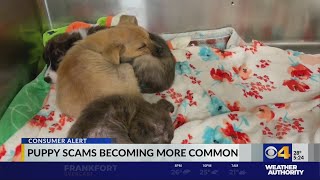 Better Business Bureau warning puppy scams becoming more common