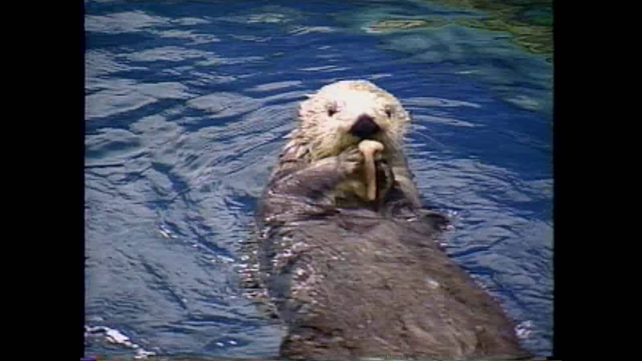 生き物バンザイ 海の生き物 Youtube 生き物バンザイ 海の生き物 Youtube