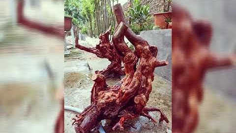 Phôi Cây Sim bonsai ,dáng cổ thụ tuyệt đẹp. Lh sdt 0968.599.525