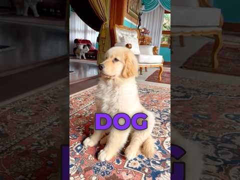 5 Things to Know Before Getting a Dog #DogOwnership #PetResponsibility #DogTraining #pets #dogcare